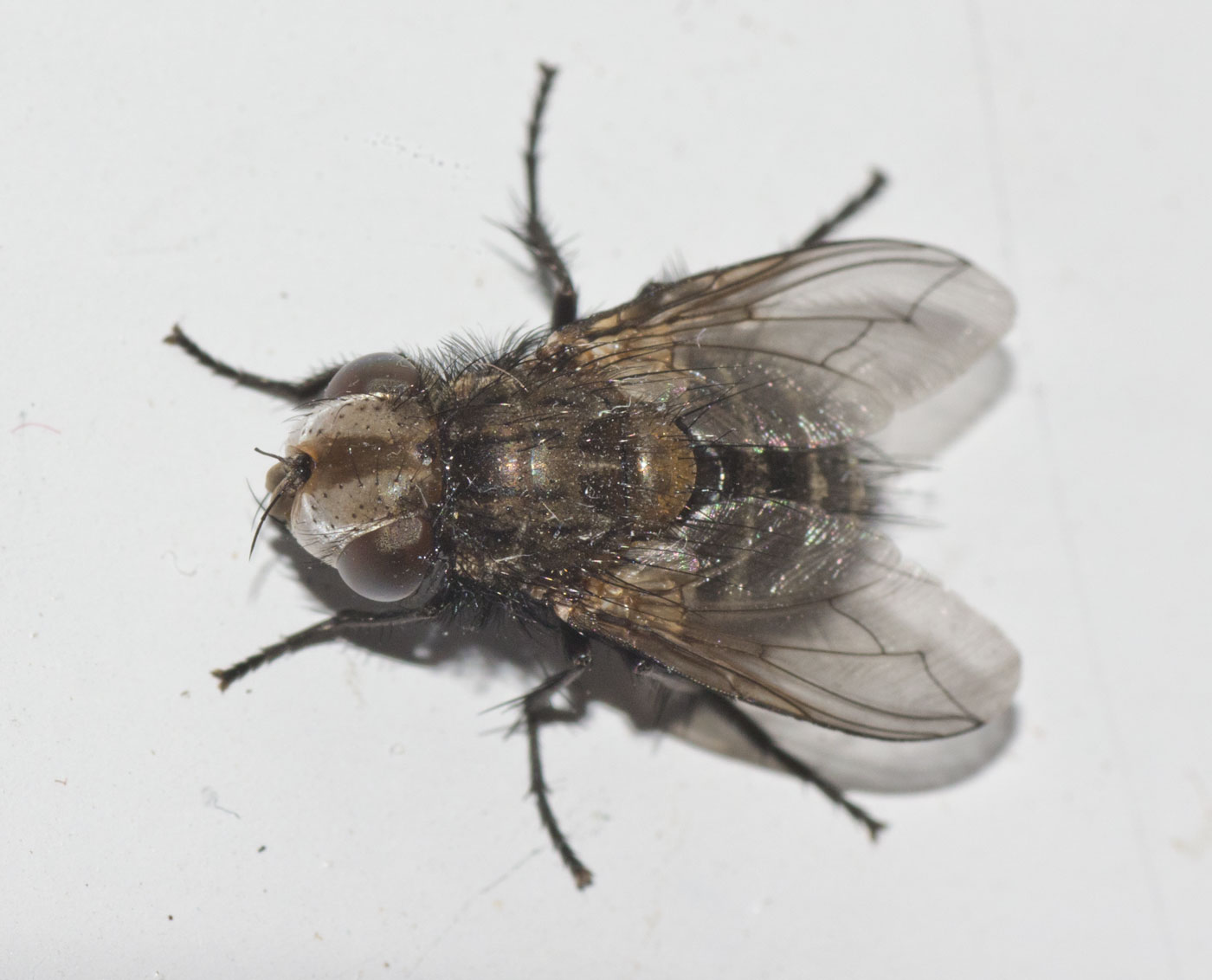 Tachinidae: Gonia picea (6)