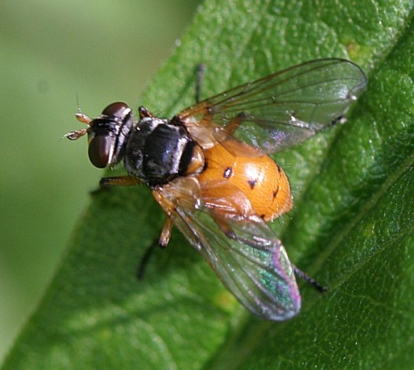 Tachinidae: Subclytia rotundiventris (1)