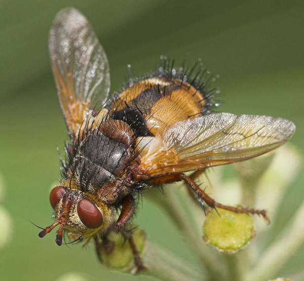 Tachinidae: Tachina fera (male) (2)