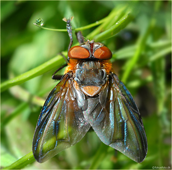 Tachinidae: Phasia hemiptera (male) (3)