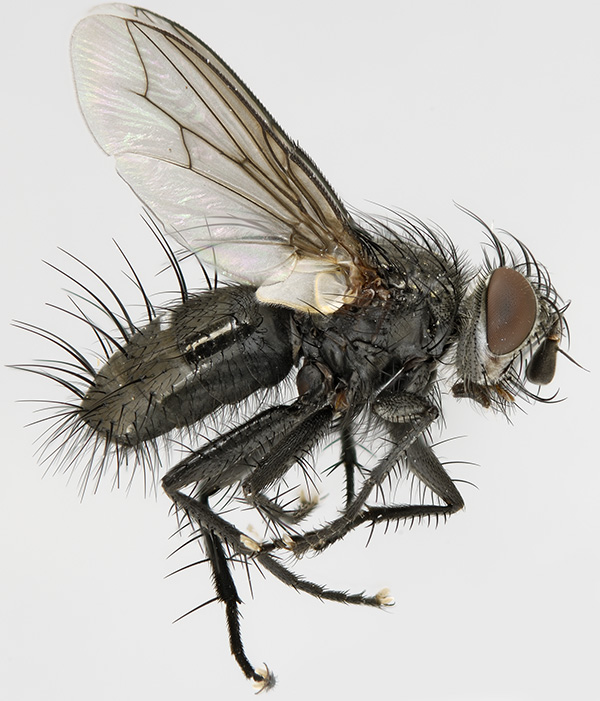 Tachinidae: Cyrtophleba nitida (1)