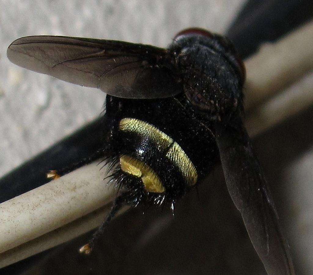 Tachinidae: Belvosia sp. (4)
