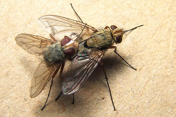 Tachinidae: Prosena siberita (copula) (2)