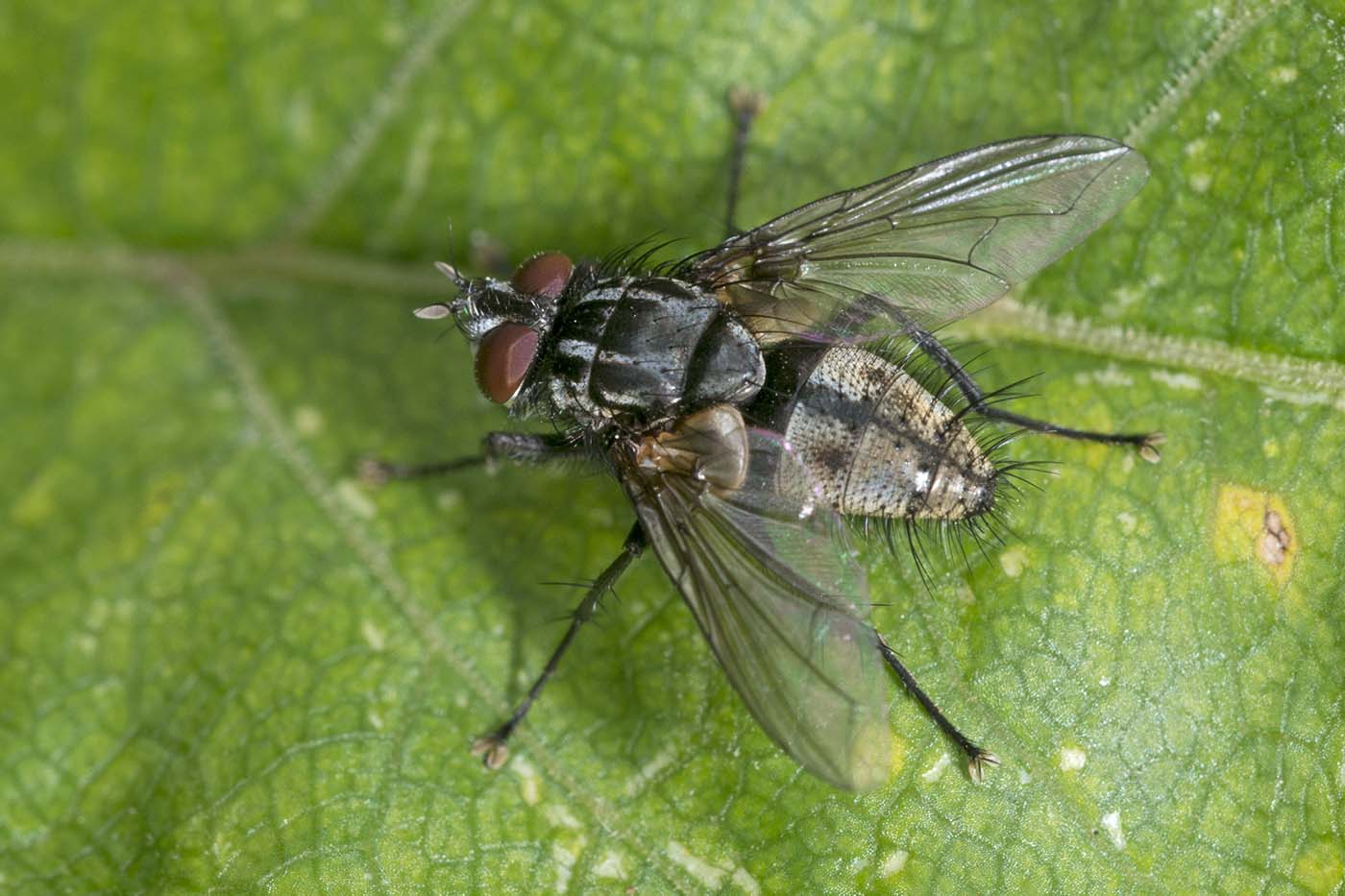 Tachinidae: Meigenia sp. (male) (1)