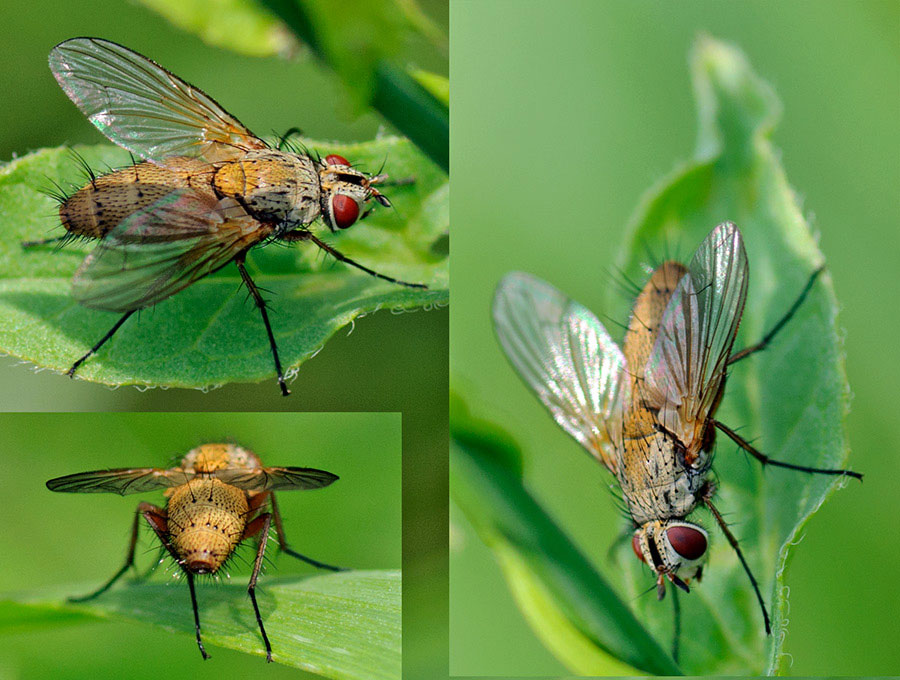 Tachinidae: Solieria fenestrata (female) (1)