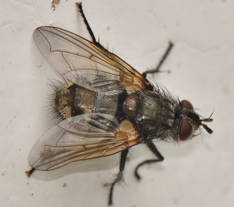 Tachinidae: Panzeria laevigata (female) (2)