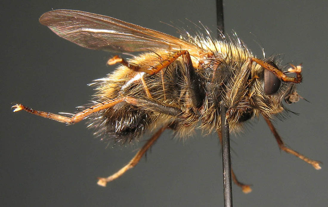 Tachinidae: Tachina lurida (4)