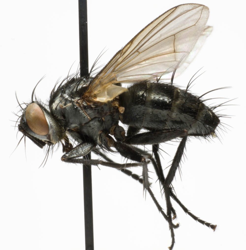 Tachinidae: Admontia blanda (3)