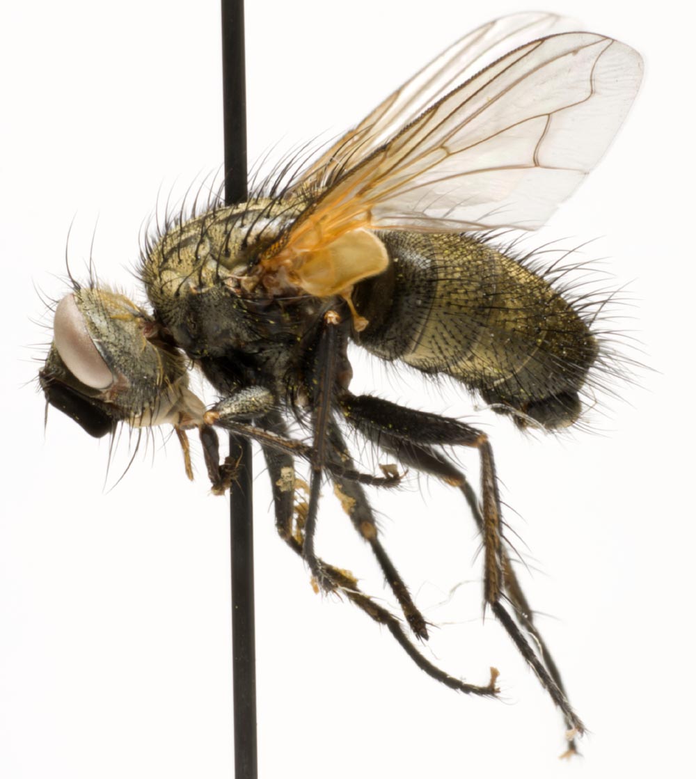 Tachinidae: Allophorocera ferruginea (1)