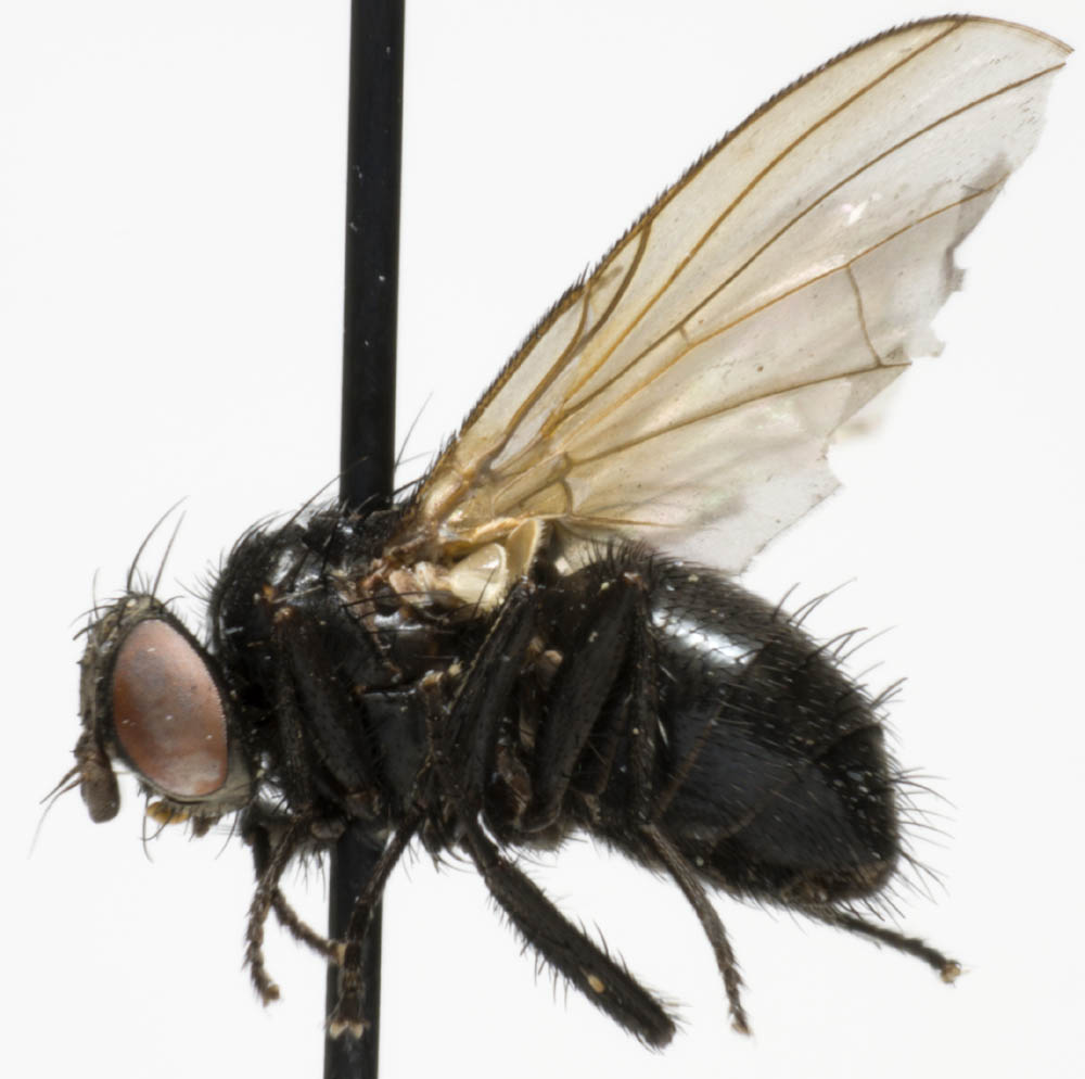 Tachinidae: Anthomyiopsis nigrisquamata (1)