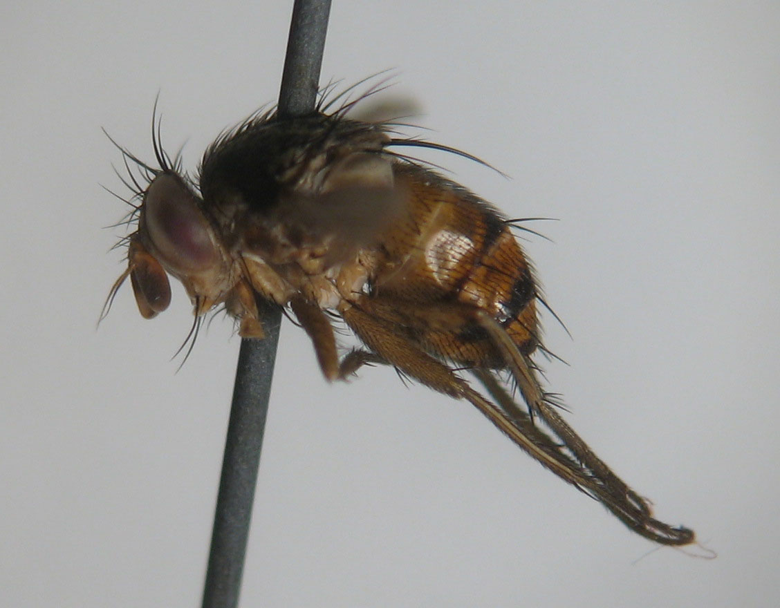 Tachinidae: Aphantorhaphopsis samarensis (1)