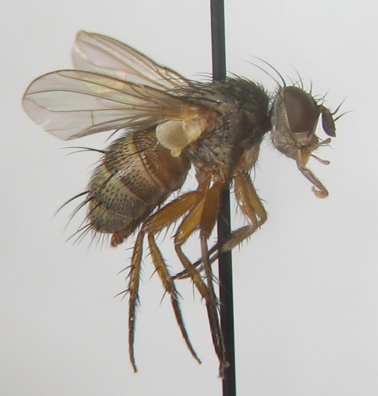 Tachinidae: Aphantorhaphopsis siphonoides (1)