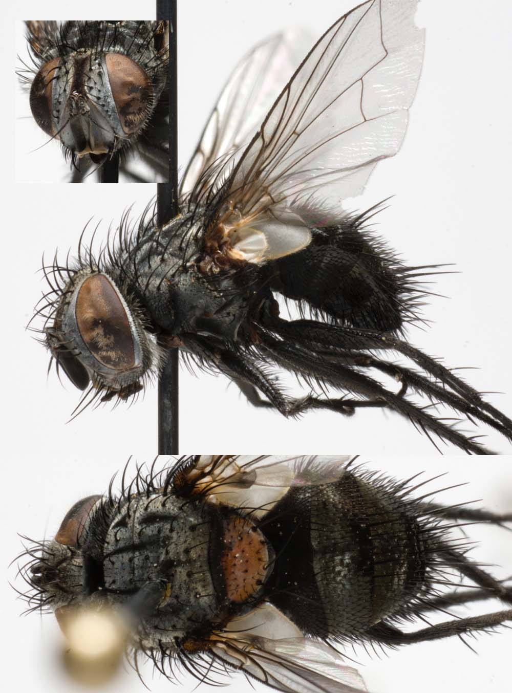 Tachinidae: Aplomya confinis (1)