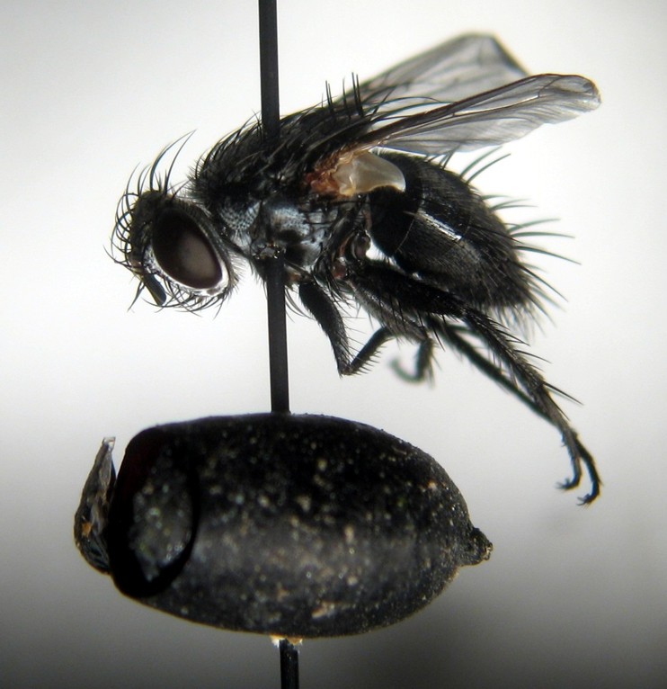 Tachinidae: Athrycia impressa (1)