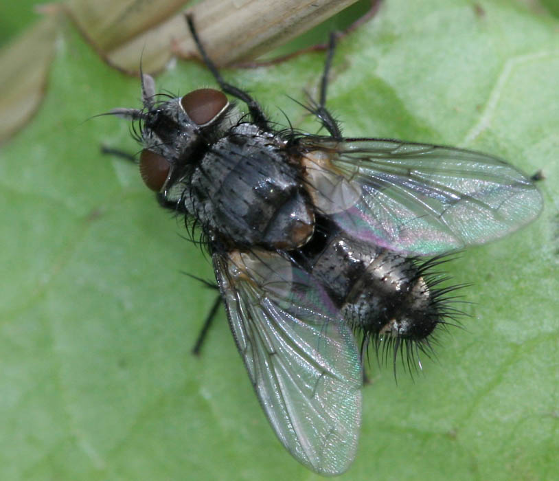 Tachinidae: Phryxe heraclei (2)