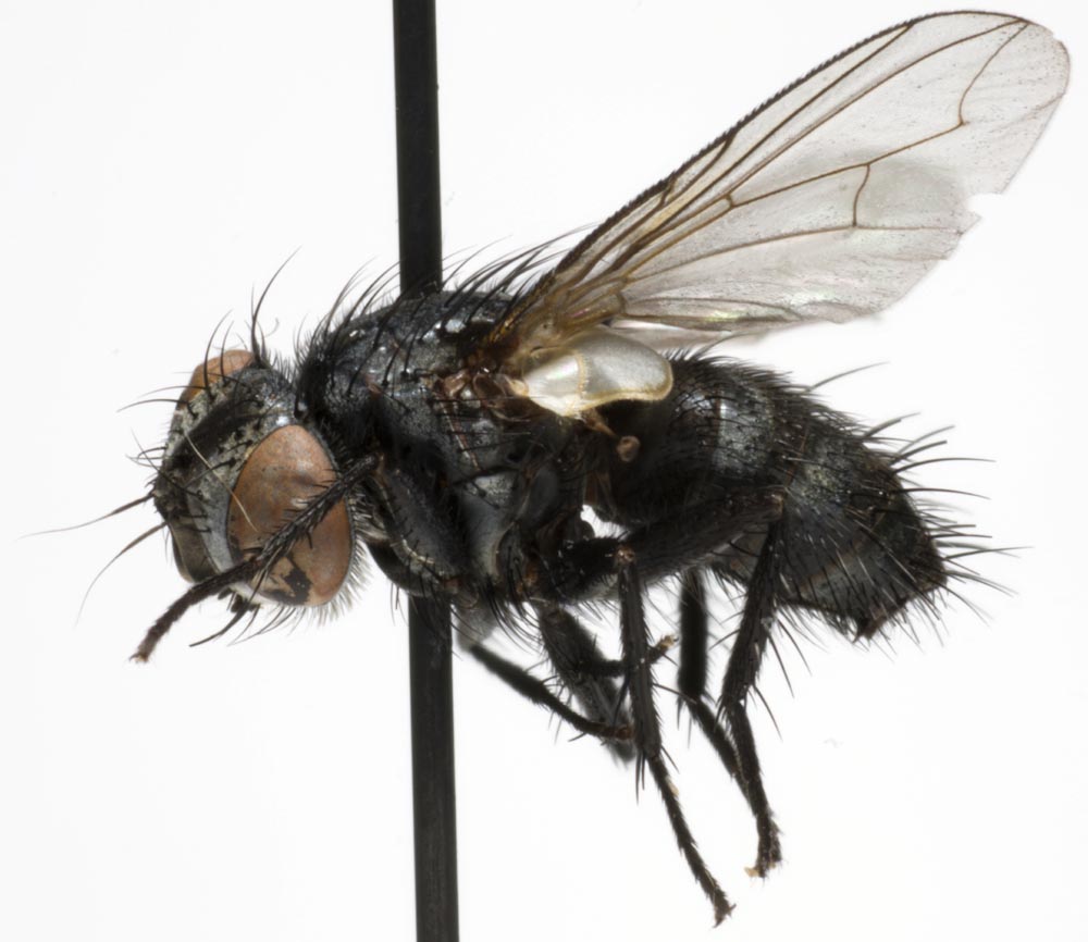 Tachinidae: Bessa selecta (1)