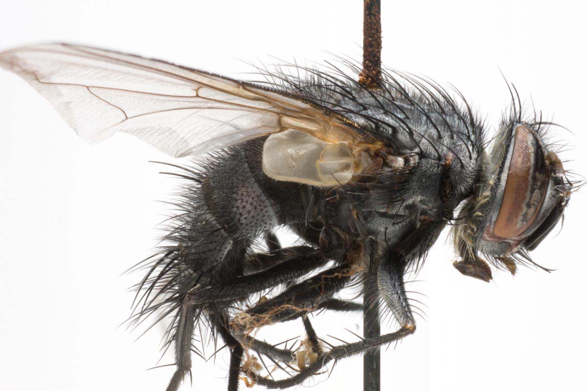 Tachinidae: Blepharipa pratensis (4)