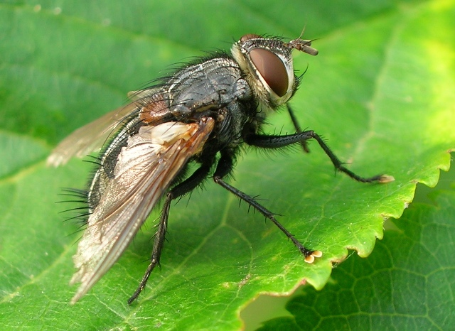 Tachinidae: Blepharipa pratensis (1)