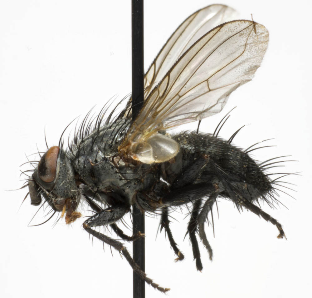 Tachinidae: Campylocheta inepta (1)