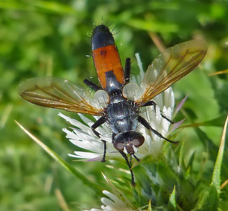 Tachinidae: Cylindromyia brevicornis (female) (1)
