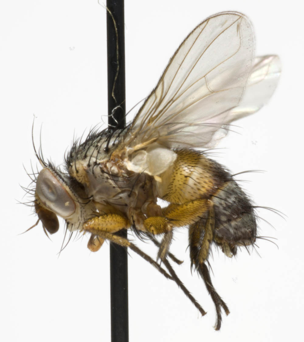 Tachinidae: Ceranthia lichtwardtiana (female) (1)