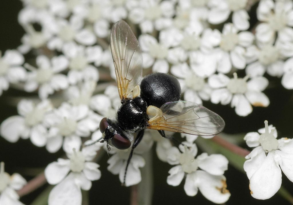 Tachinidae: Cistogaster globosa (female) (2)