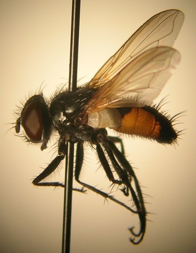Tachinidae: Clairvillia biguttata (male) (1)