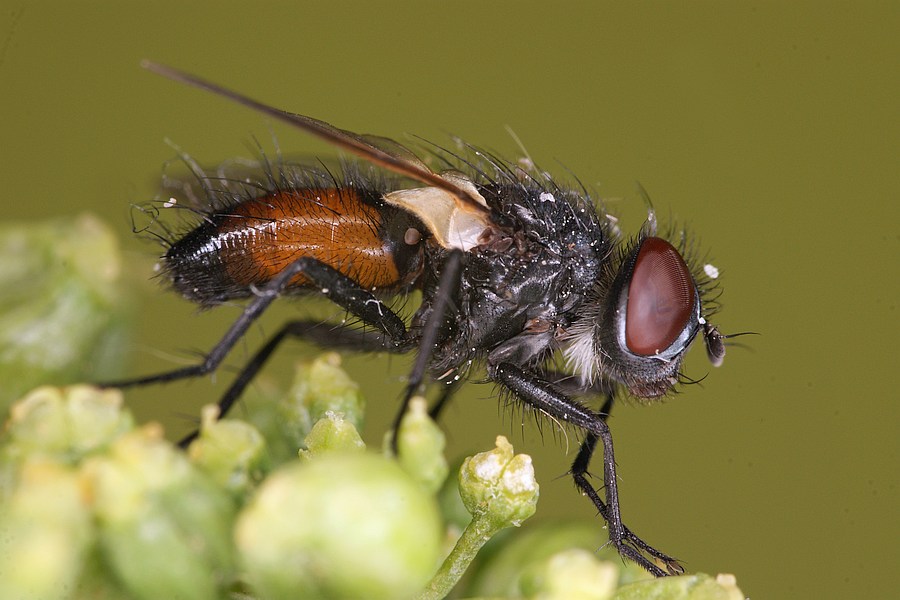 Tachinidae: Clairvillia biguttata (male) (3)