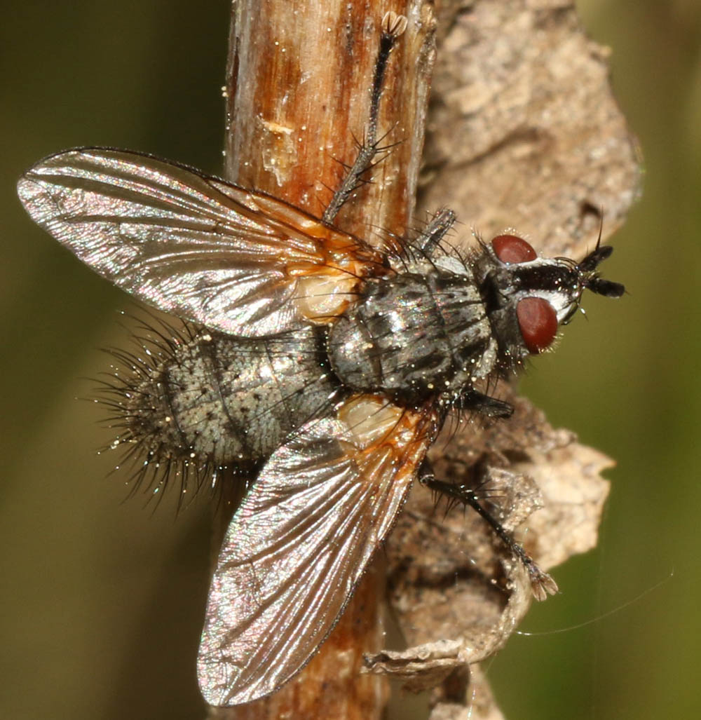 Tachinidae: Cleonice callida (male) (2)