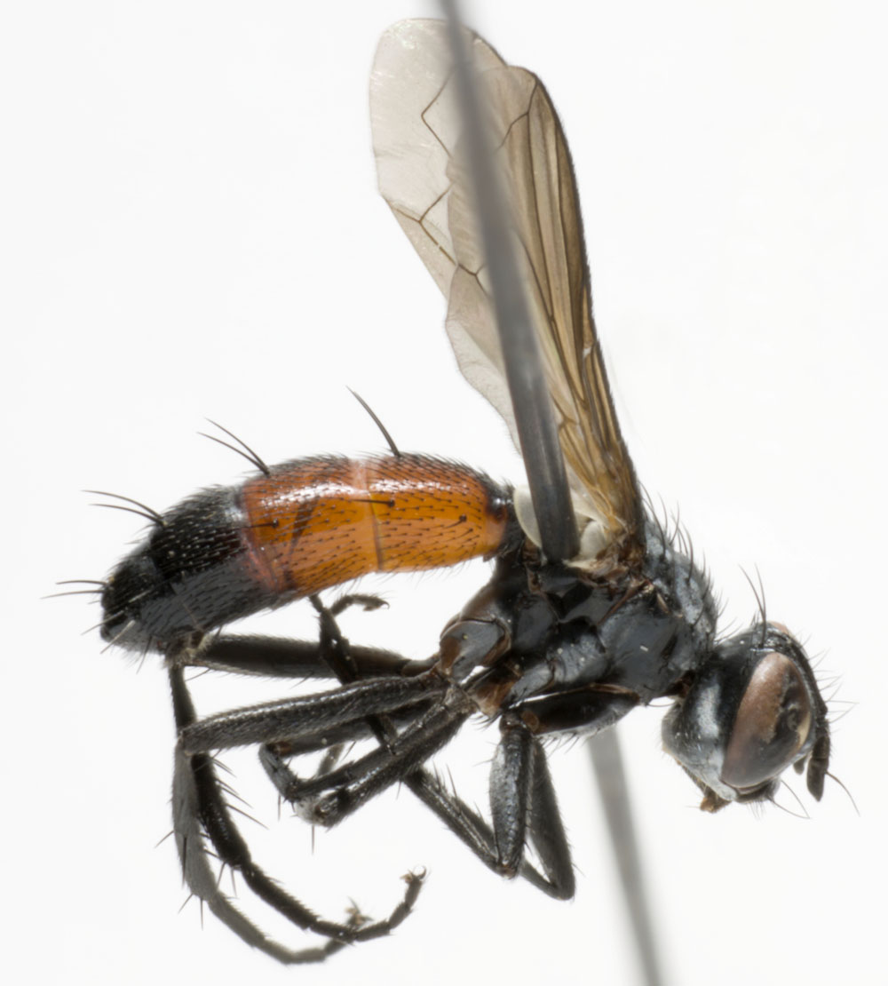 Tachinidae: Cylindromyia pusilla (male) (1)