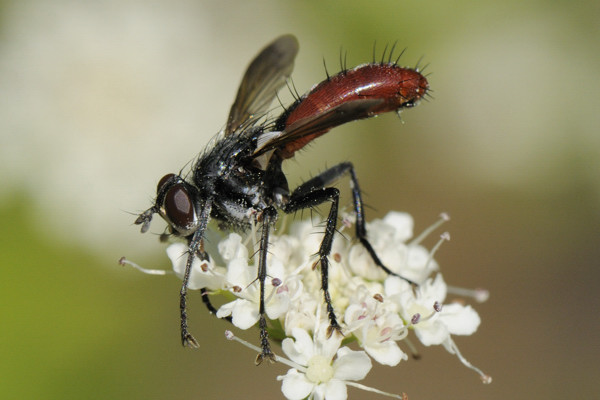 Tachinidae: Cylindromyia bicolor (5)