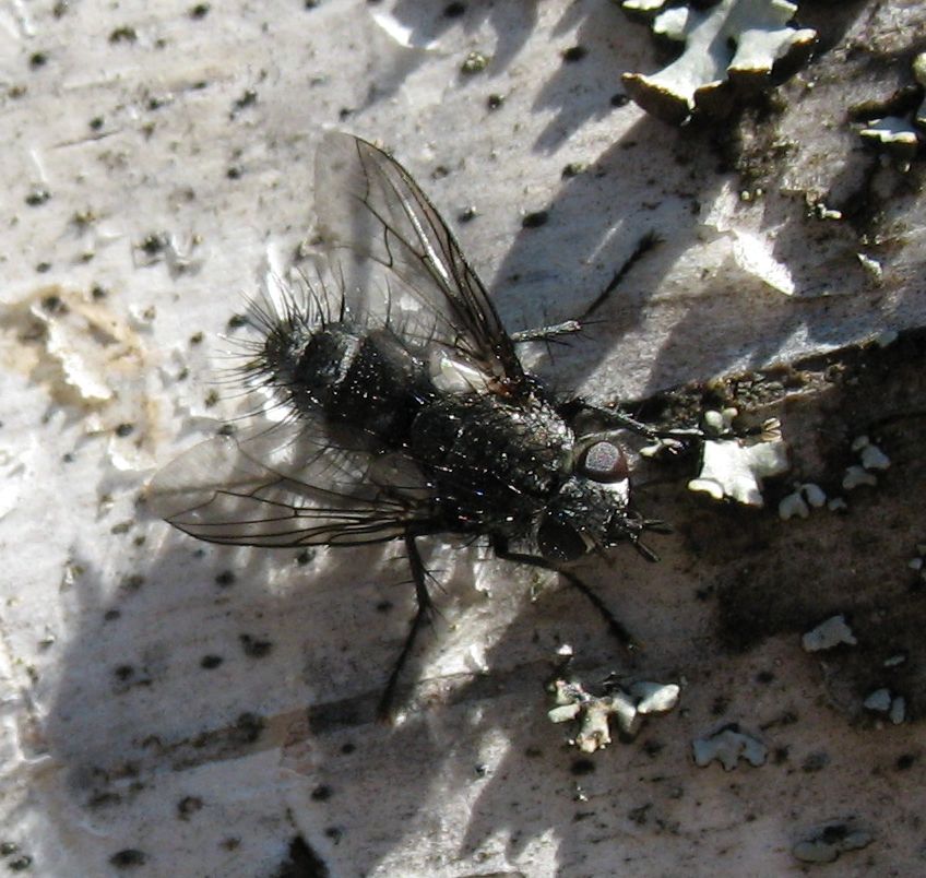 Tachinidae: Cyrtophleba vernalis (1)