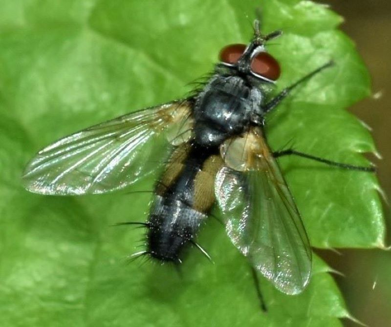 Tachinidae: Atylostoma tricolor (male) (2)