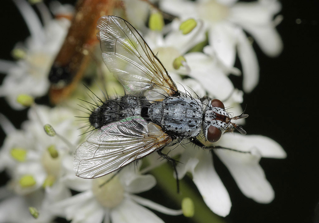 Tachinidae: Demoticus plebejus (2)