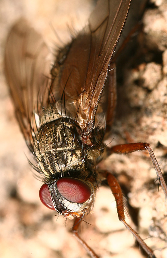 Tachinidae: Dexia rustica (1)