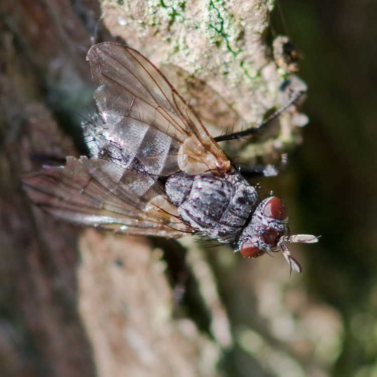 Tachinidae: Triarthria setipennis (1)