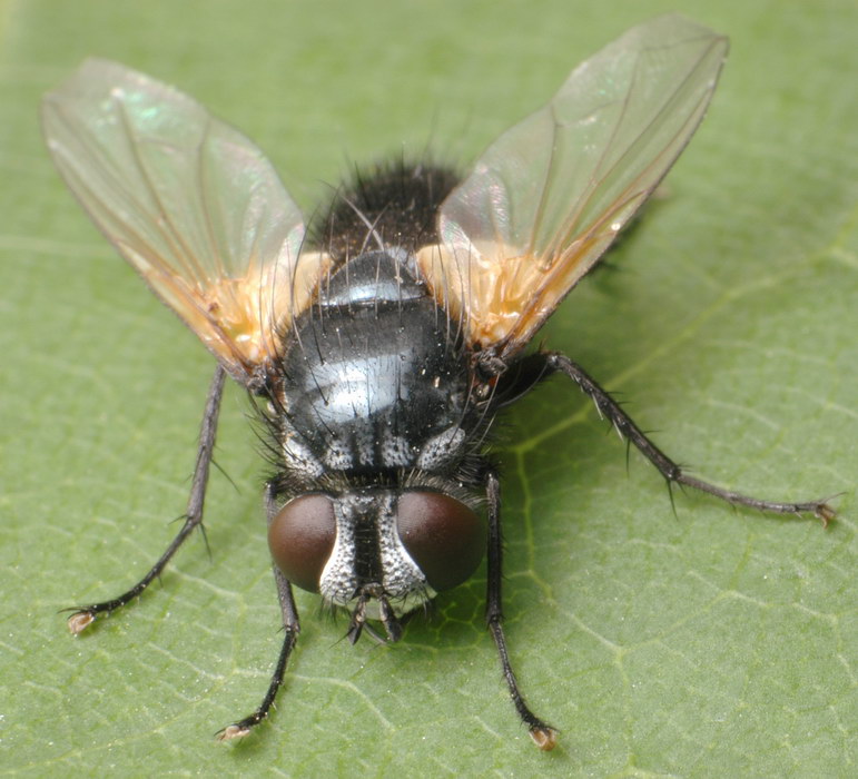 Tachinidae: Eulabidogaster setifacies (1)