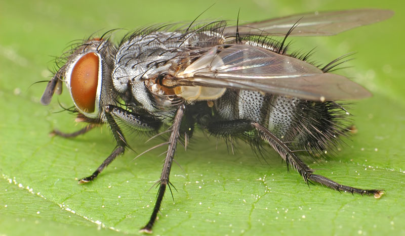 Tachinidae: Nilea hortulana (1)