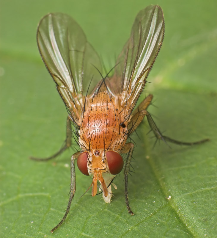 Tachinidae: Ceromya silacea (1)