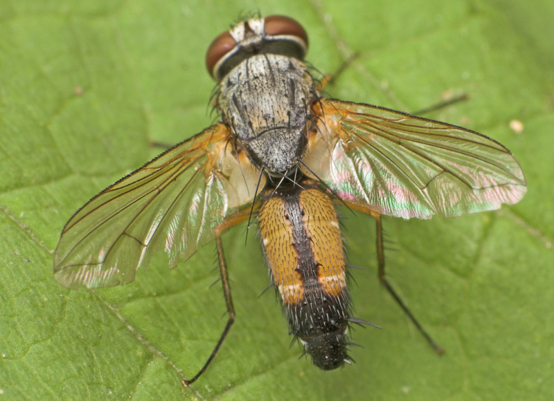 Tachinidae: Halydaia aurea (male) (2)