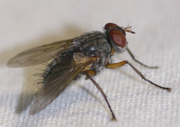 Tachinidae: Redtenbacheria insignis (1)