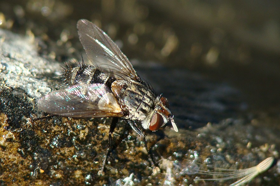 Tachinidae: Chetogena acuminata (1)