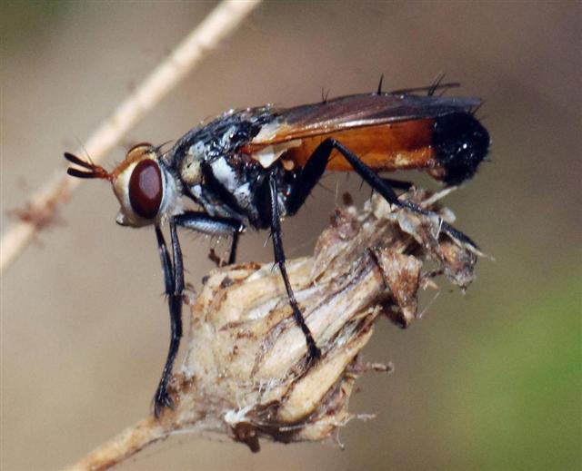 Tachinidae: Cylindromyia rufifrons (male) (1)
