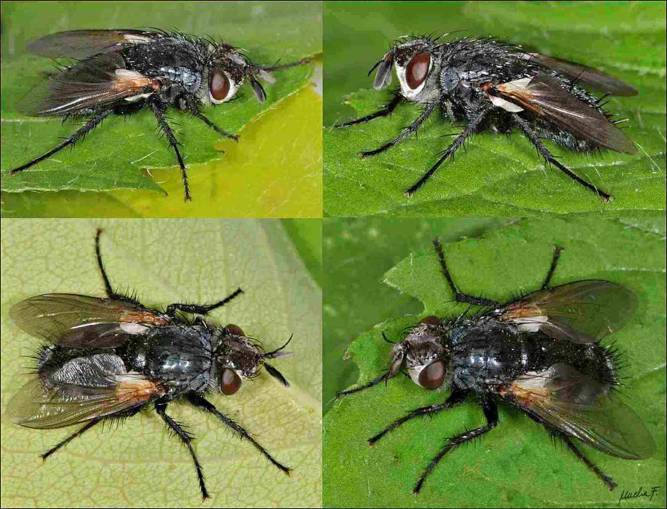 Tachinidae: Germaria ruficeps (female) (1)