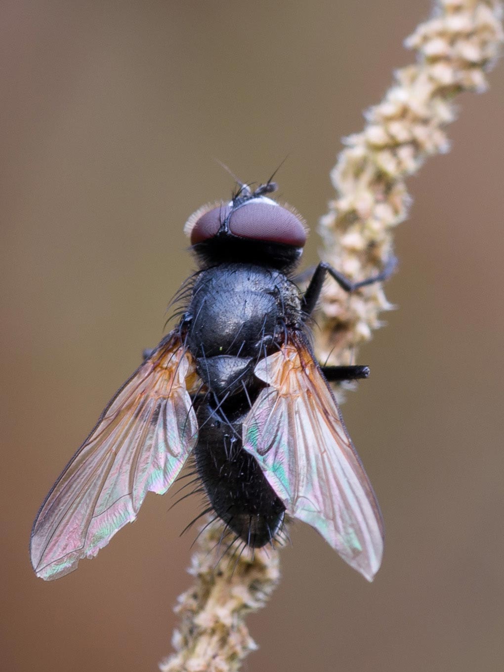 Tachinidae: Macroprosopa atrata (male) (1)