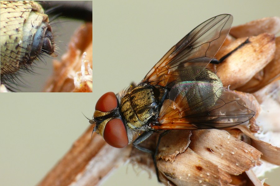 Tachinidae: Ectophasia oblonga (female) (1)