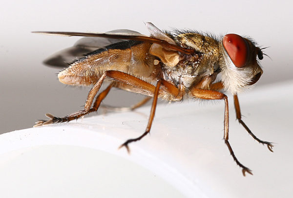 Tachinidae: Ectophasia leucoptera (male) (1)