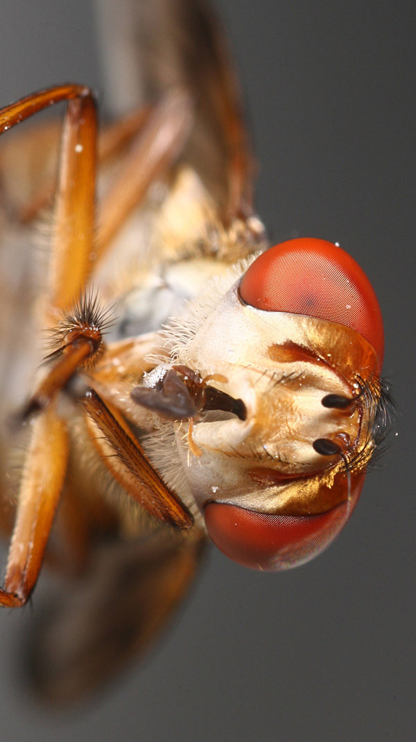 Tachinidae: Ectophasia leucoptera (male) (2)