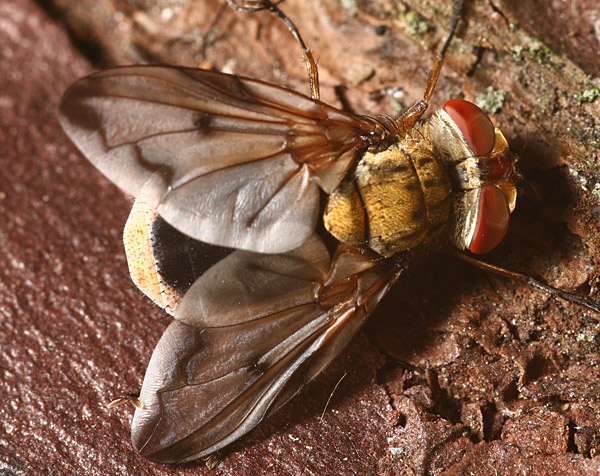 Tachinidae: Ectophasia leucoptera (male) (3)