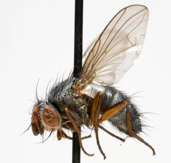 entomophaga_nigrohalterata_jf10-1819.jpg